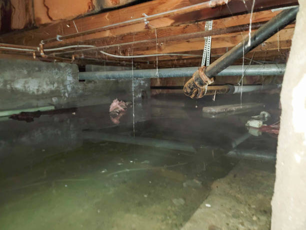 Best Carpet water damage restoration  in Pinehurst, MA